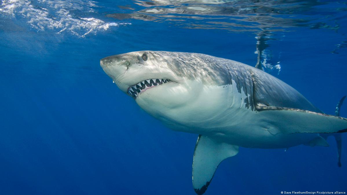 Fatal shark attack claims man off far North Queensland Coast