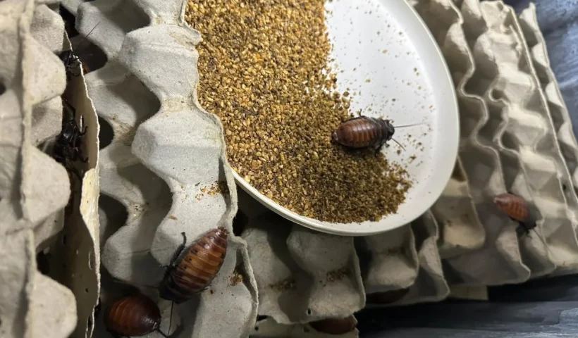 Authorities crack down on “Cockroach Party,” seize over 100,000 items in Australia