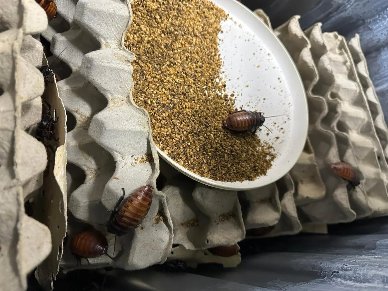 Authorities crack down on “Cockroach Party,” seize over 100,000 items in Australia